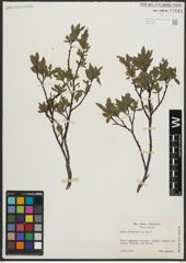 Foto von Salix arbuscula L.